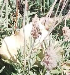Polybia plebeja