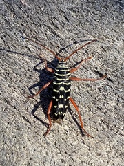 Placosternus crinicornis