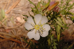 Oenothera coronopifolia