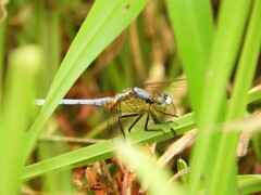 Erythrodiplax pallida