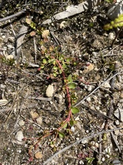 Gonocarpus micranthus