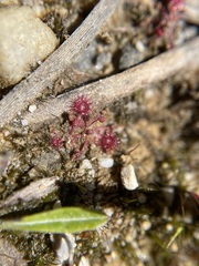 Drosera pygmaea