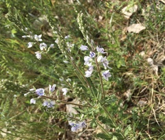 Veronica austriaca