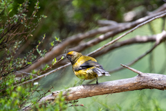 Anthornis melanura