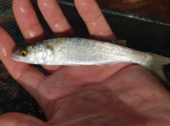 Aldrichetta forsteri