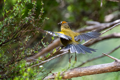 Anthornis melanura