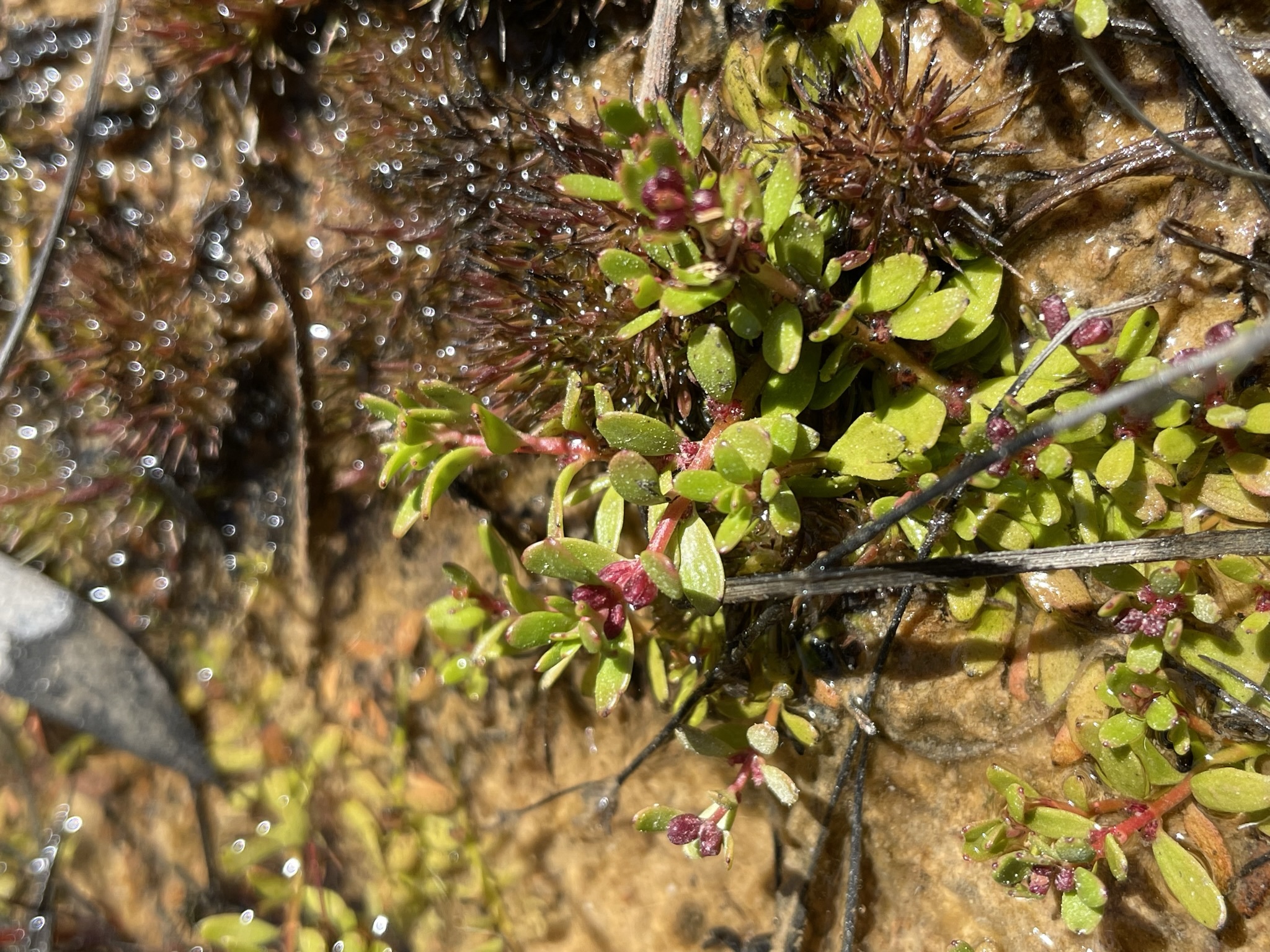 Myriophyllum amphibium