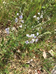Veronica austriaca