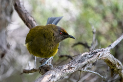 Anthornis melanura