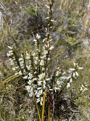 Epacris