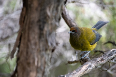 Anthornis melanura