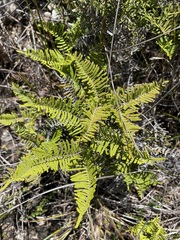 Gleichenia