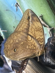 Opsiphanes boisduvallii