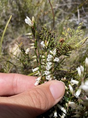 Epacris