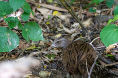 Gallirallus australis