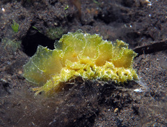 Polybranchia samanthae