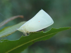 Colgaroides acuminata