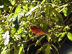 Cardellina rubra