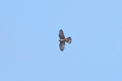 Falco novaeseelandiae