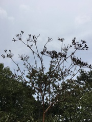 Chaerophyllum bulbosum