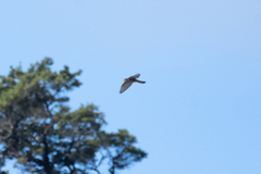 Falco novaeseelandiae