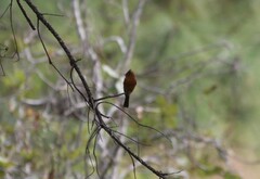 Mitrephanes phaeocercus