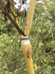 Chaerophyllum bulbosum