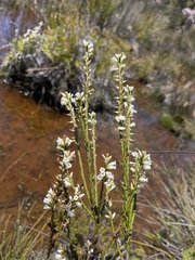 Epacris