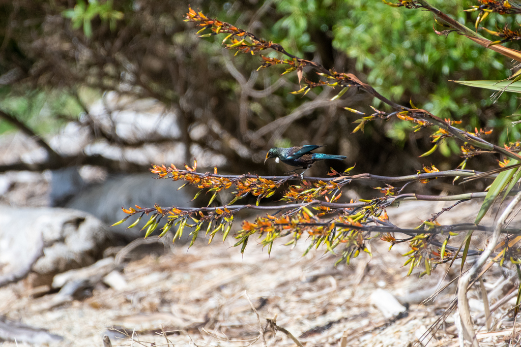 Mountain flax from Marlborough, Marlborough, New Zealand on December 19 ...