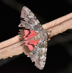 Catocala promissa