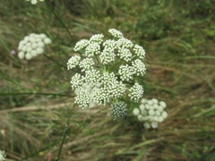 Seseli annuum