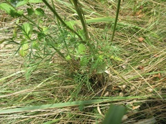 Seseli annuum