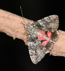 Catocala promissa