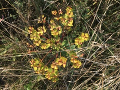 Euphorbia glareosa