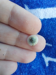 Calyptraea chinensis