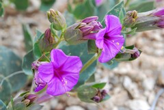 Mirabilis multiflora pubescens