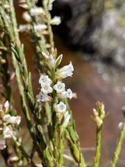 Epacris
