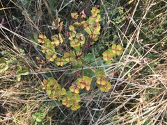 Euphorbia glareosa