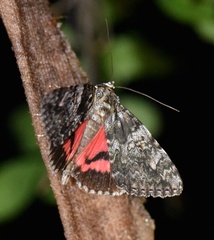 Catocala promissa