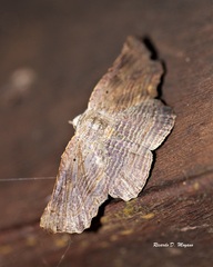 Tyrissa perstrigata
