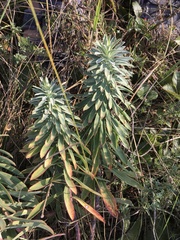 Euphorbia glareosa