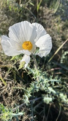 Argemone albiflora
