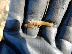 Alpheidae