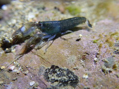 Alpheidae