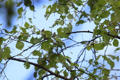 Phylloscopus trochilus