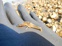Alpheidae
