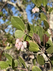 Arctostaphylos rudis