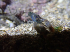 Alpheidae