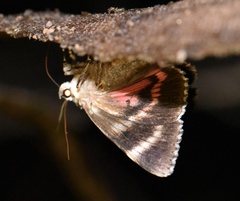 Catocala promissa