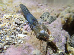 Alpheidae